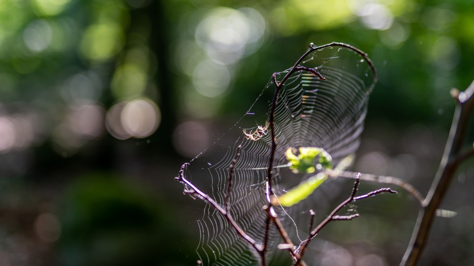 Spindel i nät i skogen
