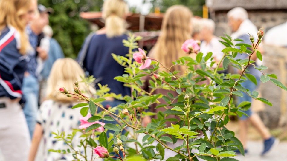 En familj går förbi rosor vid entrén in till Slottslängorna