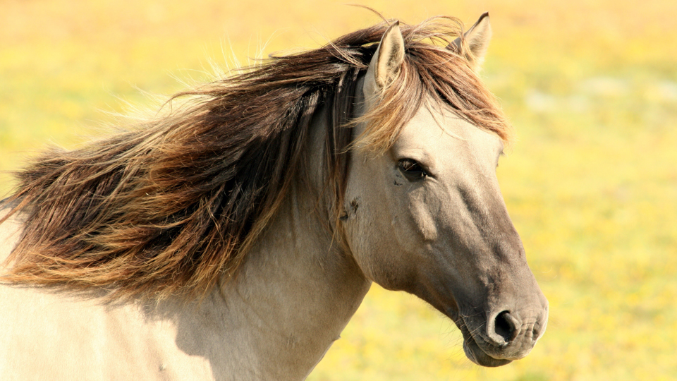 Häst på en äng. Foto: Pixabay.