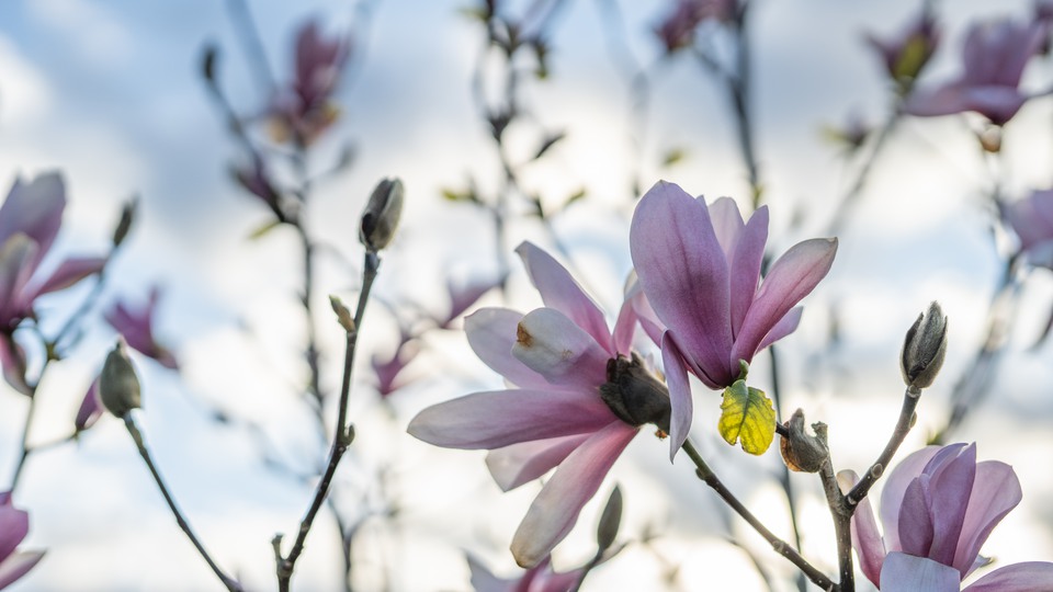 Blommande magnolia foto: Sölvesborgs kommun