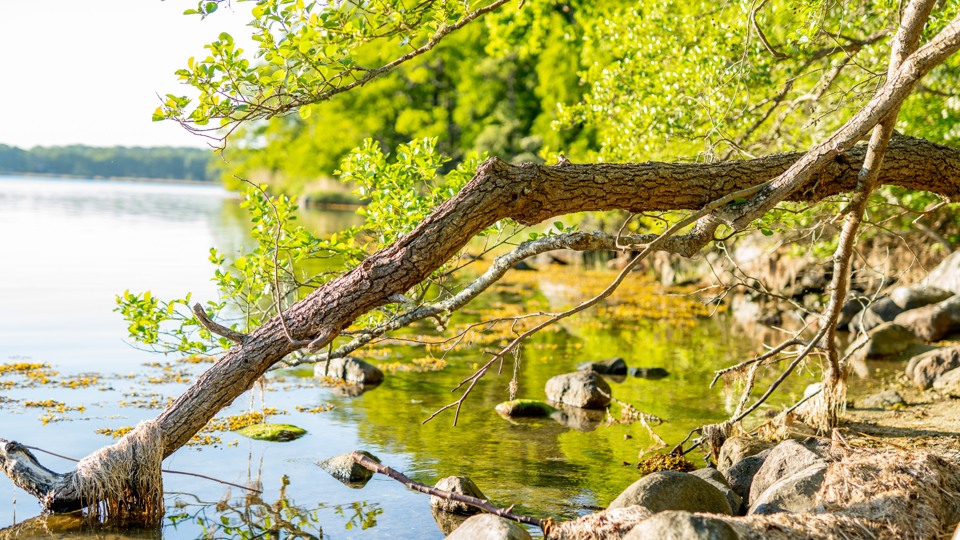 Krokiga träd växer ned i vattenbrynet i Sölvesborgsviken.