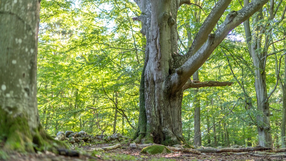 Gigantiska stora träd breder ut sina grenverk i en nyutsprucken bokskog.
