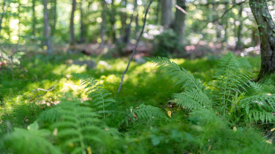 Grönskande ormbunkar täcker marken under bokträden.