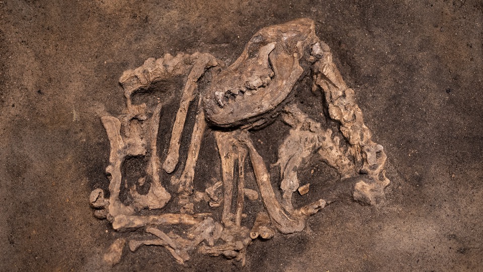 Ett flera tusen år gammalt hundskelett ligger ihoprullat och begravt i sanden.