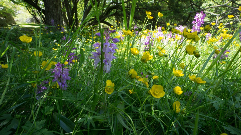 Närbild på en samling vilda blommor i grönt vildvuxet gräs.