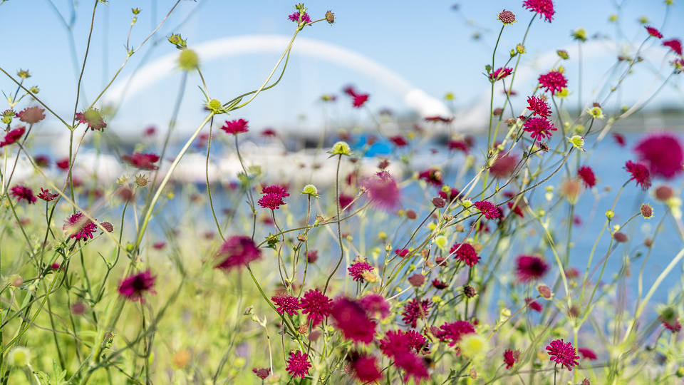 Blommande vädd i hallonröda toner svävar ovanför marken i sommarvinden. Bakom skymtar Sölvesborgsbron.