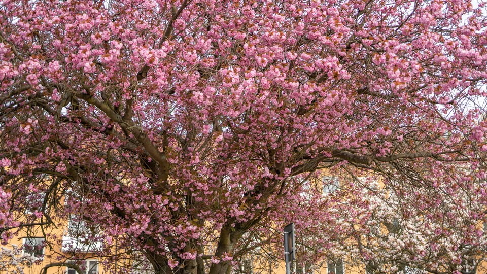 Magnifika stora blommande rosa körsbärsträd.