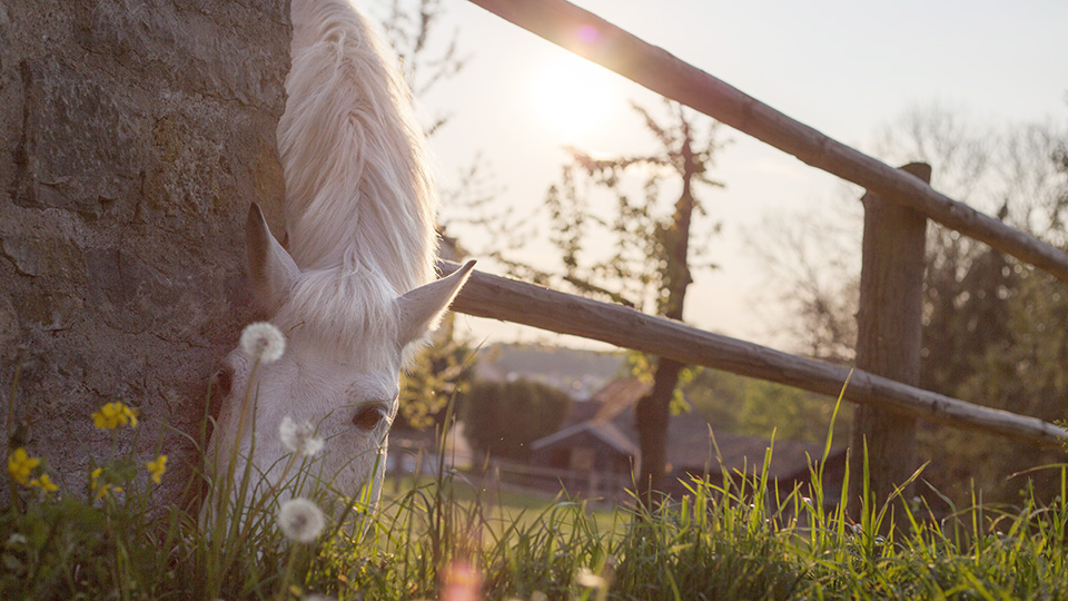 Häst i hage. Foto: Pixabay.