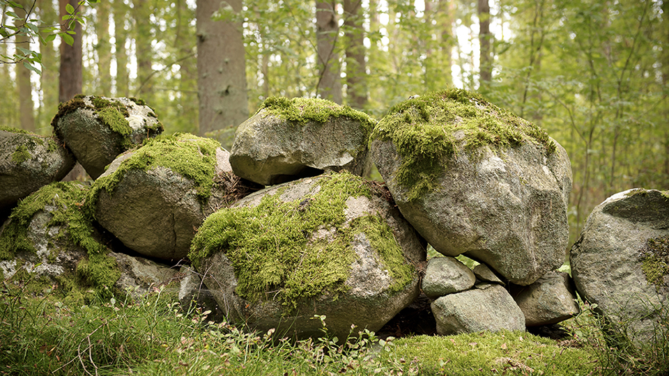 Sten i skog