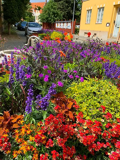 Plantering på Södergatan. Foto: Sölvesborgs kommun.