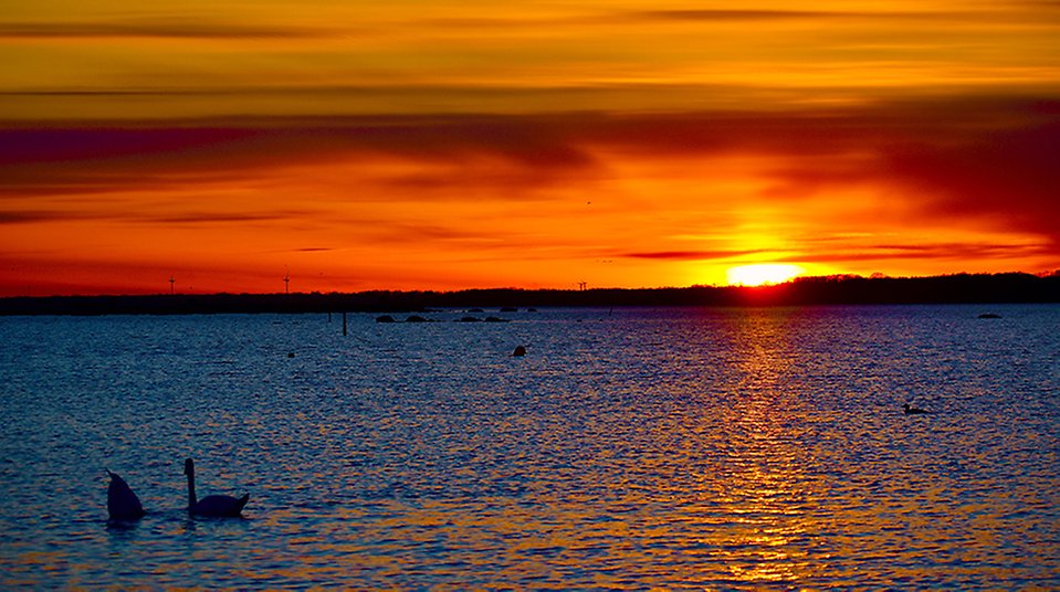 En färgsprakande solnedgång vid havet, himlen är färgad röd och orange. I horisonten syns land och vindkraftverk. Svanar simmar i havet.